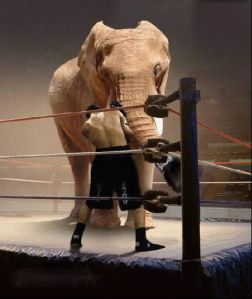 No Child Left Behind: The Elephant in the metaphorical boxing ring no one is talking about. Yes, I can layer comedy.